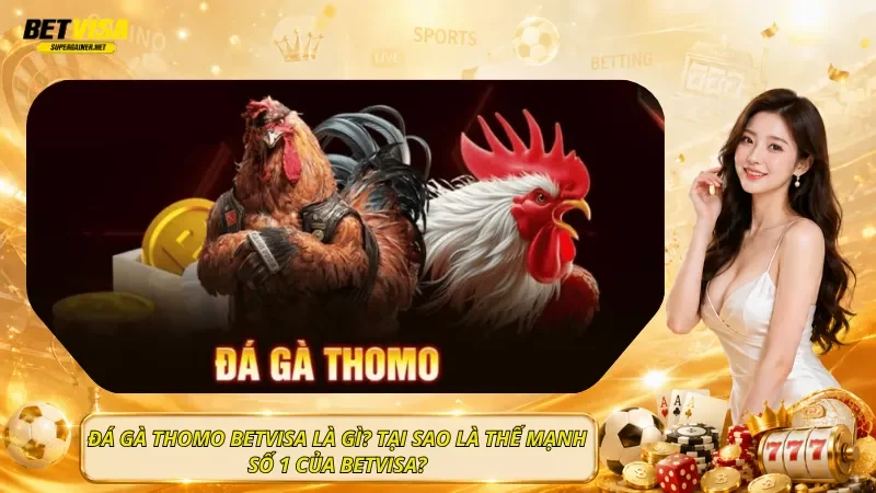 Đá Gà Thomo BetVisa Là Gì? Tại Sao Là Thế Mạnh Số 1 Của BetVisa?