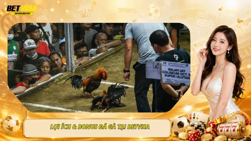 Lợi Ích & Bonus Đá Gà Tại BetVisa